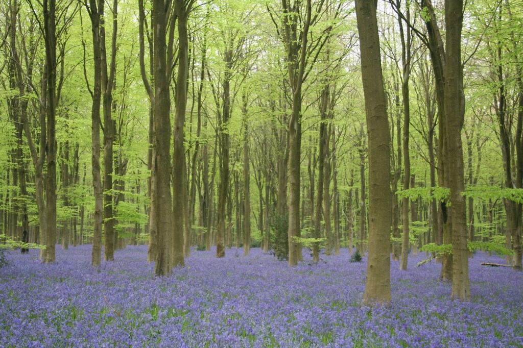WEST WOODS BLUEBELLS